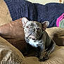 dog, french_bulldog, pet, indoor, couch, blanket, brown_cushion, wall_art, home, living_room, seated, fur, ears, face, animal, canine, comfort, domestic, portrait, furniture