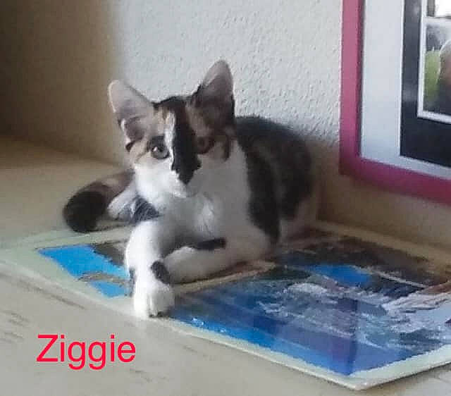 Viktoria-rocky participe au concours pour gagner de l'argent avec cette photo : aegean_cat, american_wirehair, carnivore, cat, domestic_short_haired_cat, european_shorthair, felidae, kitten, mammal, paw, photo_caption, polydactyl_cat, small_to_medium_sized_cats, snapshot, tail, whiskers