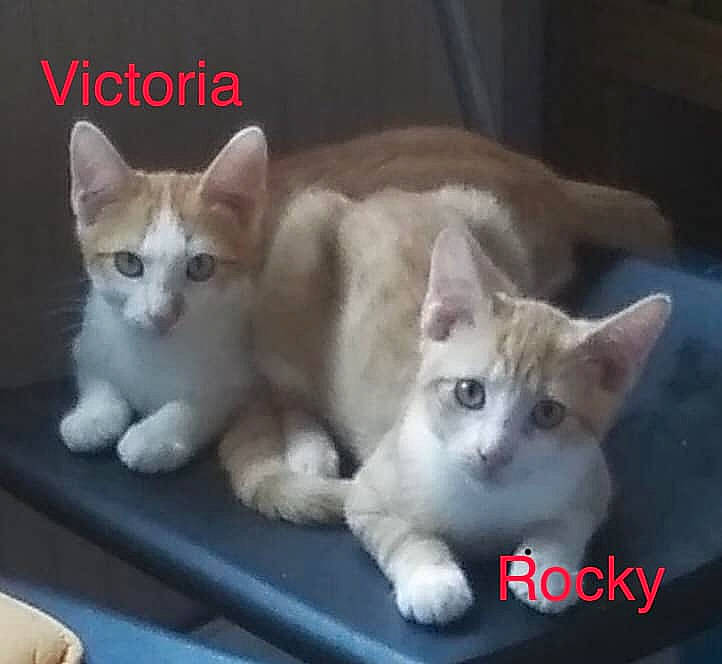 Viktoria-rocky participe au concours pour gagner de l'argent avec cette photo : aegean_cat, american_wirehair, arabian_mau, asian, burmilla, carnivore, cat, domestic_short_haired_cat, european_shorthair, fawn, felidae, german_rex, javanese, kitten, mammal, photo_caption, polydactyl_cat, small_to_medium_sized_cats, vertebrate, whiskers