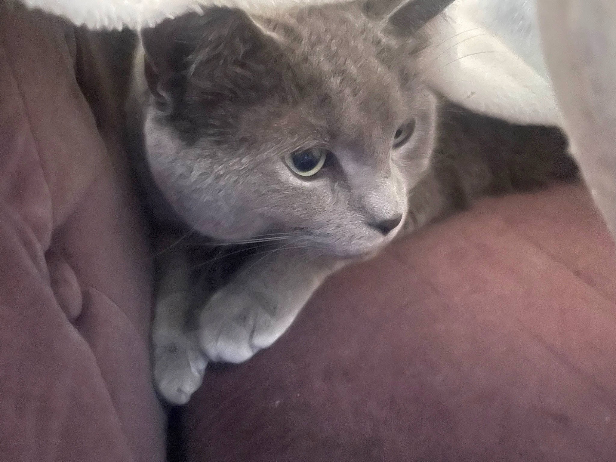 Effy participe au concours pour gagner de l'argent avec cette photo : carnivore, cat, comfort, domestic_short_haired_cat, ear, eye, felidae, fur, grey, monochrome_photography, paw, russian_blue, small_to_medium_sized_cats, snout, whiskers