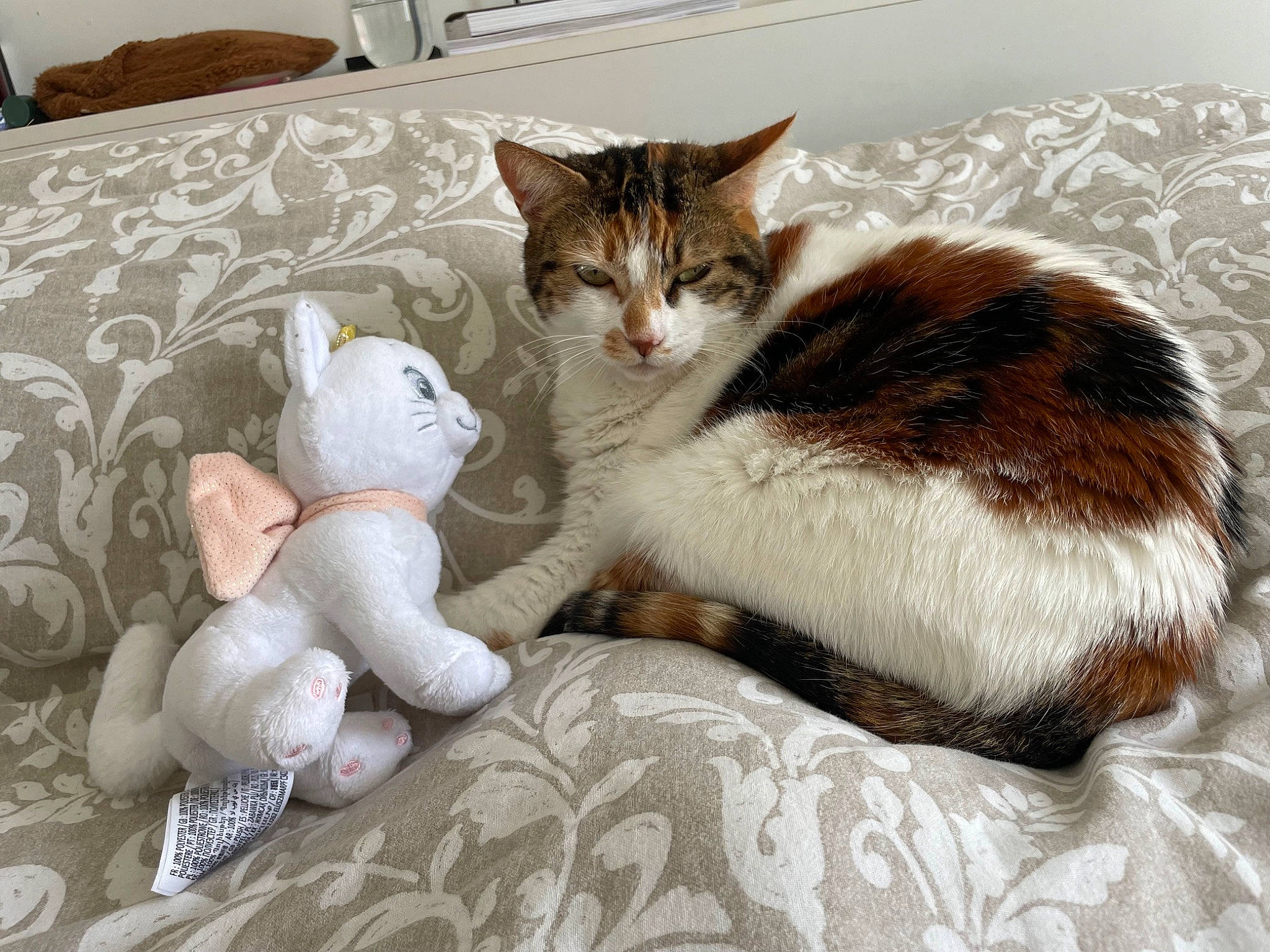 Houna a rejoint le concours — aidez-le/la à gagner de superbes lots ! carnivore, cat, cat_supply, claw, comfort, couch, domestic_short_haired_cat, fawn, felidae, fur, grey, linens, nap, paw, pet_supply, small_to_medium_sized_cats, snout, tail, toy, whiskers