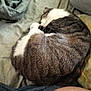 animal, blanket, cat, comfort, cozy, curled_up, domestic_animal, feline, fur, home, indoor, nap, pet, relaxation, resting, sleeping, soft_texture, striped, tabby, white_fur