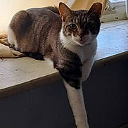 Muffins joined the competition — help win amazing prizes! animal, cat, curious, curtain, domestic_cat, feline, indoor, light, looking, one_paw, paw, pet, relaxed, resting, shadow, striped, tabby_cat, white_paw, window, windowsill