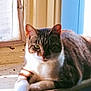 Little Poop joined the competition — help win amazing prizes! cat, tabby, pet, animal, indoor, windowsill, sunlight, resting, feline, fur, whiskers, ears, paws, relaxed, closeup, domestic, house, window, shadow, calm