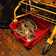 Little Poop is registered to the contest to win money with this photo: cat, tabby, pet, animal, basket, red, yellow, metal, floor, wood, indoor, resting, curious, paw, whiskers, green_eyes, furniture, clutter, domestic, relaxed