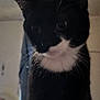 Beans is registered to the contest to win money with this photo: animal, black_cat, cat, closeup, companion, cozy, curious, cute, dim_light, domestic, ears, feline, fur, house, indoor, mystery, pet, portrait, whiskers, white_chest