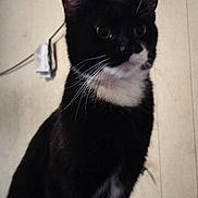 Beans is registered to the contest to win money with this photo: animal, black_and_white, cat, closeup, cloth, curious, cute, domestic_cat, ears, feline, fur, indoor, looking_away, paws, pet, portrait, sitting, wall, whiskers, wires