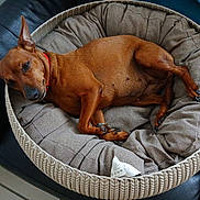 Plume participe au concours pour gagner de l'argent avec cette photo : animal, brown_dog, comfort, cozy, cushion, dog, ear, fabric, fur, home, indoor, leather_couch, nail, paw, pet_bed, red_collar, relaxed, resting, sleepy, snout