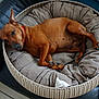 animal, brown_dog, comfort, cozy, cushion, dog, ear, fabric, fur, home, indoor, leather_couch, nail, paw, pet_bed, red_collar, relaxed, resting, sleepy, snout