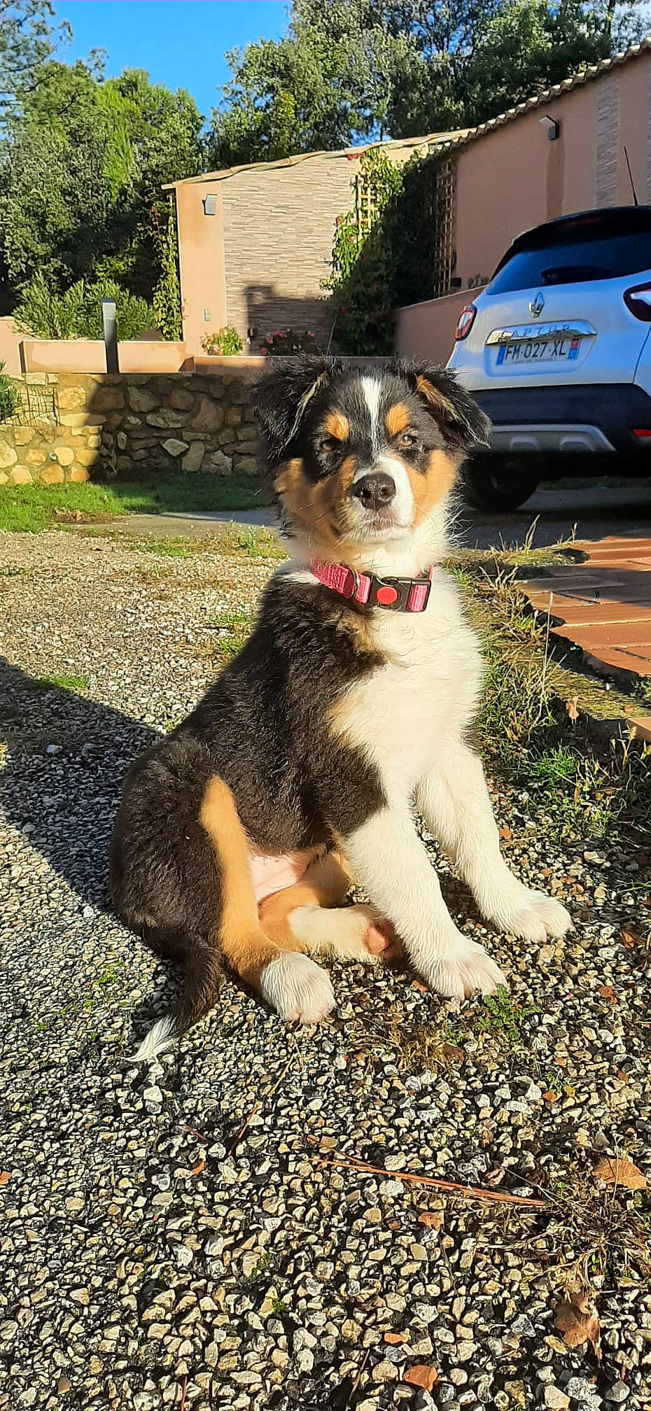 Ruby a rejoint le concours — aidez-le/la à gagner de superbes lots ! australian_shepherd, automotive_tire, car, carnivore, collar, companion_dog, dog, dog_breed, door, fur, grass, plant, road_surface, tail, tire, tree, vehicle, vehicle_door, vehicle_registration_plate, working_dog