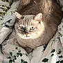 cat, blue_eyes, fluffy, pet, animal, indoor, blanket, patterned, leaf_print, cozy, curled_up, whiskers, fur, looking_at_camera, domestic_cat, cute, relaxed, natural_light, close_up, resting