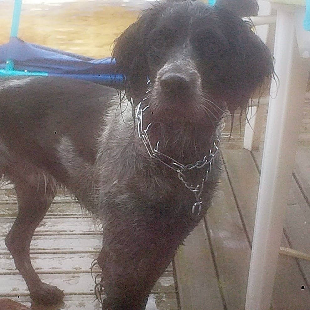 Stilinski participe au concours pour gagner de l'argent avec cette photo : borador, canidae, carnivore, companion_dog, dog, dog_breed, fawn, fur, gun_dog, hunting_dog, labrador_retriever, liver, metal, pet_supply, snout, sporting_group, tail, terrestrial_animal, whiskers, working_animal