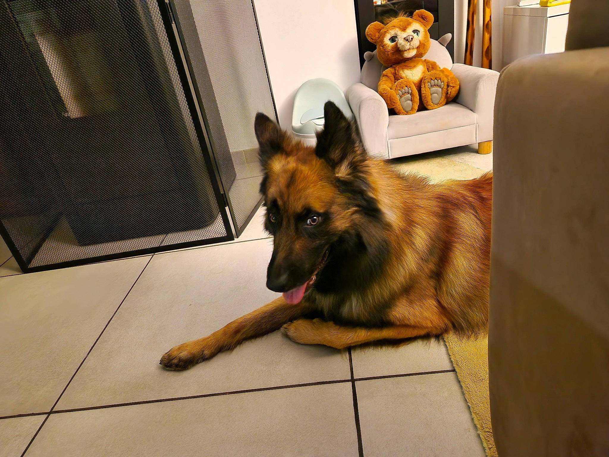 River a rejoint le concours — aidez-le/la à gagner de superbes lots ! canidae, carnivore, companion_dog, couch, dog, dog_breed, door, east_european_shepherd, floor, flooring, fur, german_shepherd_dog, hardwood, herding_dog, king_shepherd, old_german_shepherd_dog, snout, sporting_group, toy, wood