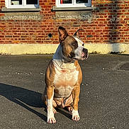 Falco a rejoint le concours — aidez-le/la à gagner de superbes lots ! dog, sitting, pavement, brick_wall, window, shadow, sunlight, outdoor, pet, canine, brown_fur, white_fur, ears_up, alert, calm, daytime, building, house, animal, quiet