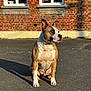 dog, sitting, pavement, brick_wall, window, shadow, sunlight, outdoor, pet, canine, brown_fur, white_fur, ears_up, alert, calm, daytime, building, house, animal, quiet