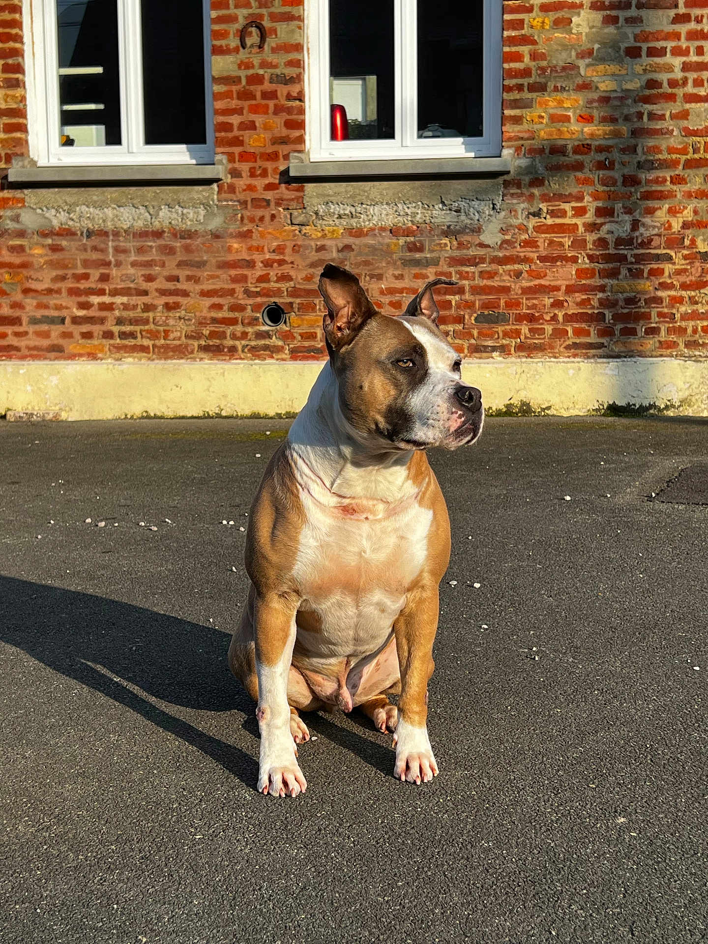 Falco a rejoint le concours — aidez-le/la à gagner de superbes lots ! dog, sitting, pavement, brick_wall, window, shadow, sunlight, outdoor, pet, canine, brown_fur, white_fur, ears_up, alert, calm, daytime, building, house, animal, quiet