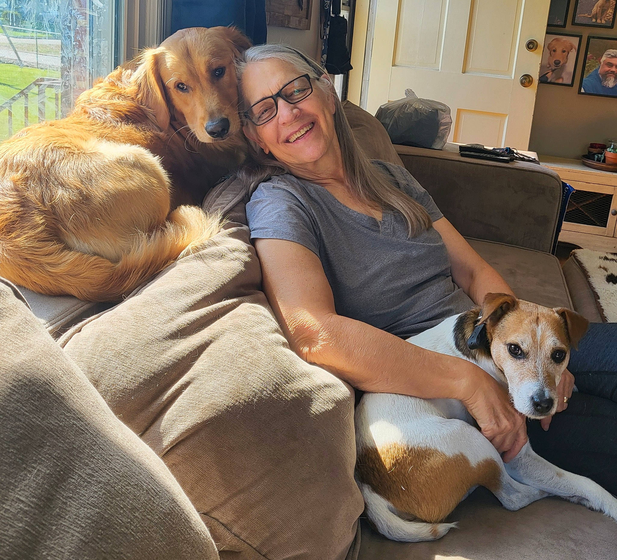 Frank joined the competition — help win amazing prizes! canidae, carnivore, comfort, companion_dog, couch, dog, dog_breed, eyewear, fawn, lamp, lap, mammal, picture_frame, plant, shelf, sitting, smile, sporting_group, vertebrate, working_animal