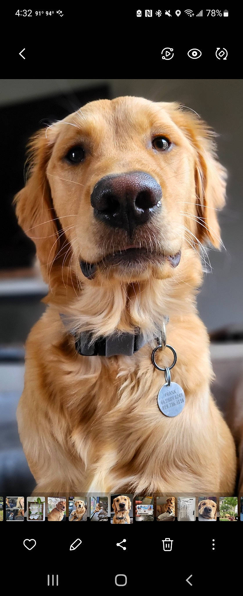 Frank is registered to the contest to win money with this photo: canidae, carnivore, collar, companion_dog, dog, dog_breed, dog_collar, event, fawn, firefighter, fur, gun_dog, liver, pet_supply, photography, retriever, snout, sporting_group, whiskers, working_dog