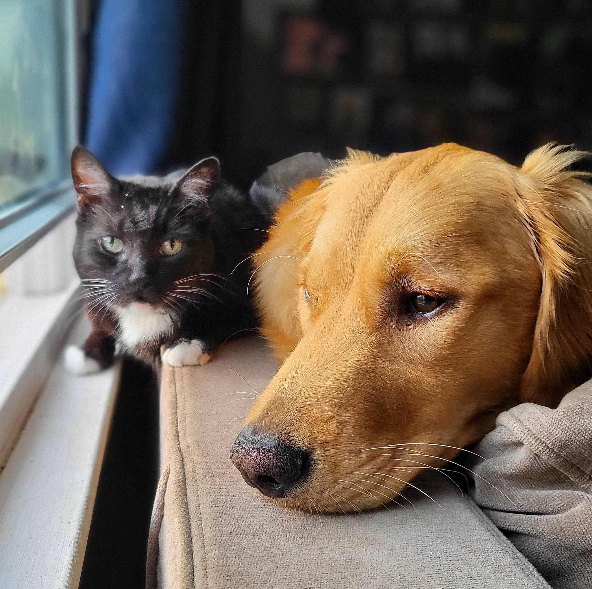 Frank joined the competition — help win amazing prizes! canidae, carnivore, cat, comfort, companion_dog, dog, dog_breed, domestic_short_haired_cat, felidae, fur, guard_dog, paw, pet_supply, retriever, sitting, small_to_medium_sized_cats, tail, whiskers, window, wood