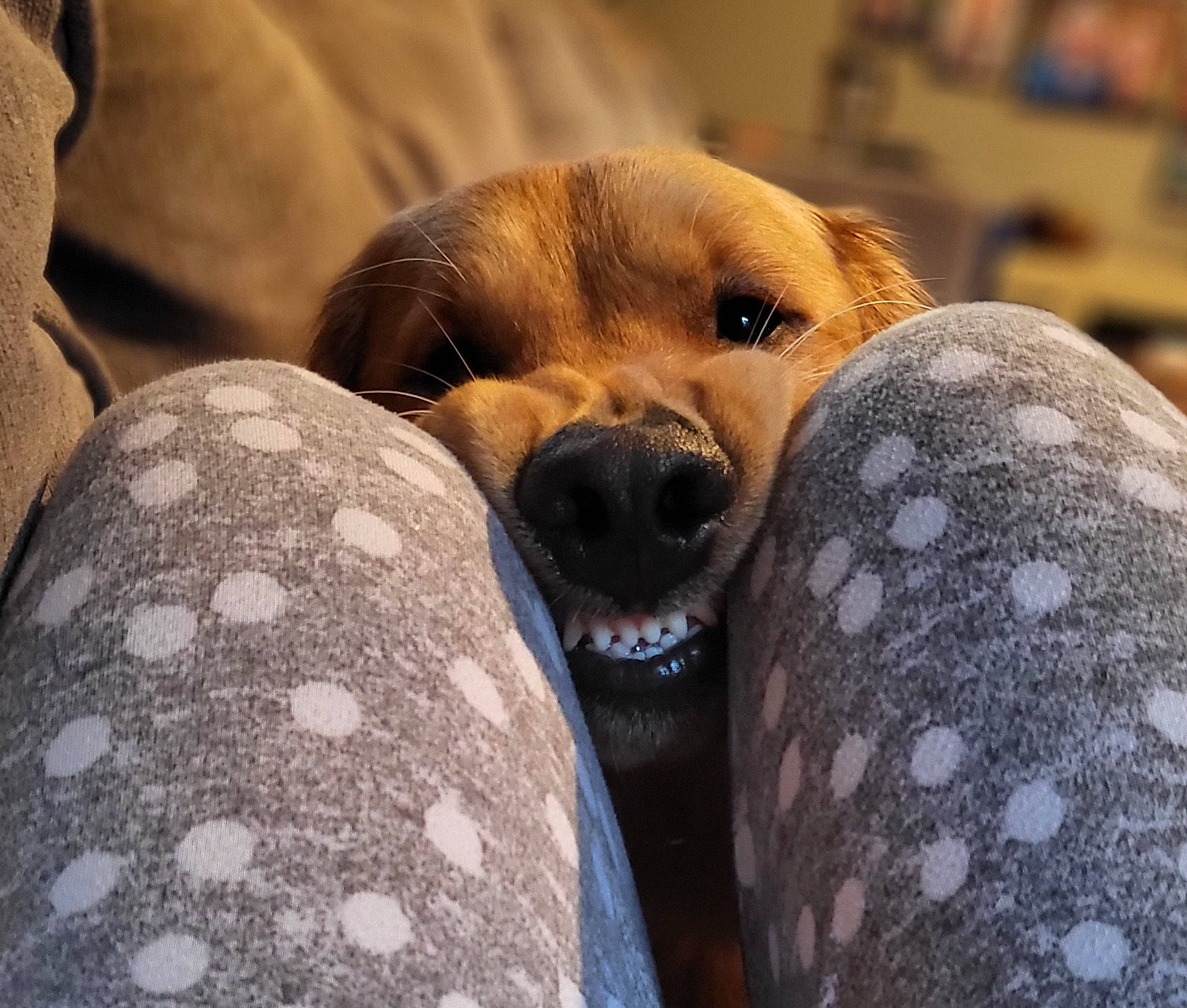 Frank is registered to the contest to win money with this photo: carnivore, collar, comfort, companion_dog, couch, dog, dog_breed, dog_collar, fawn, fur, guard_dog, nap, paw, puppy_love, retriever, snout, sporting_group, street_dog, whiskers, working_animal