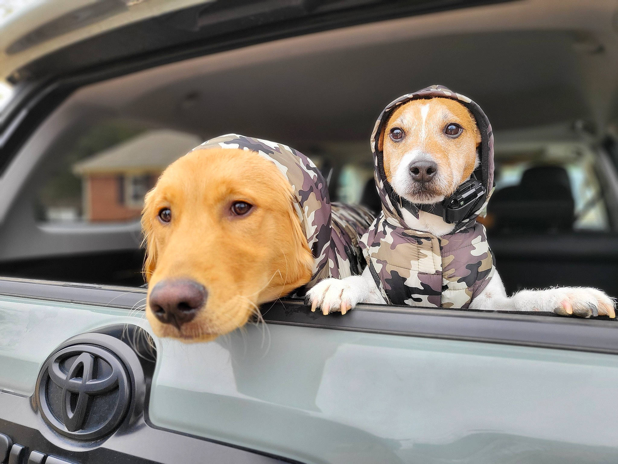 Frank joined the competition — help win amazing prizes! automotive_design, automotive_exterior, automotive_lighting, automotive_mirror, bumper, car, car_seat_cover, carnivore, collar, companion_dog, dog, dog_breed, fawn, hood, mammal, mode_of_transport, motor_vehicle, seat_belt, vehicle, vehicle_door