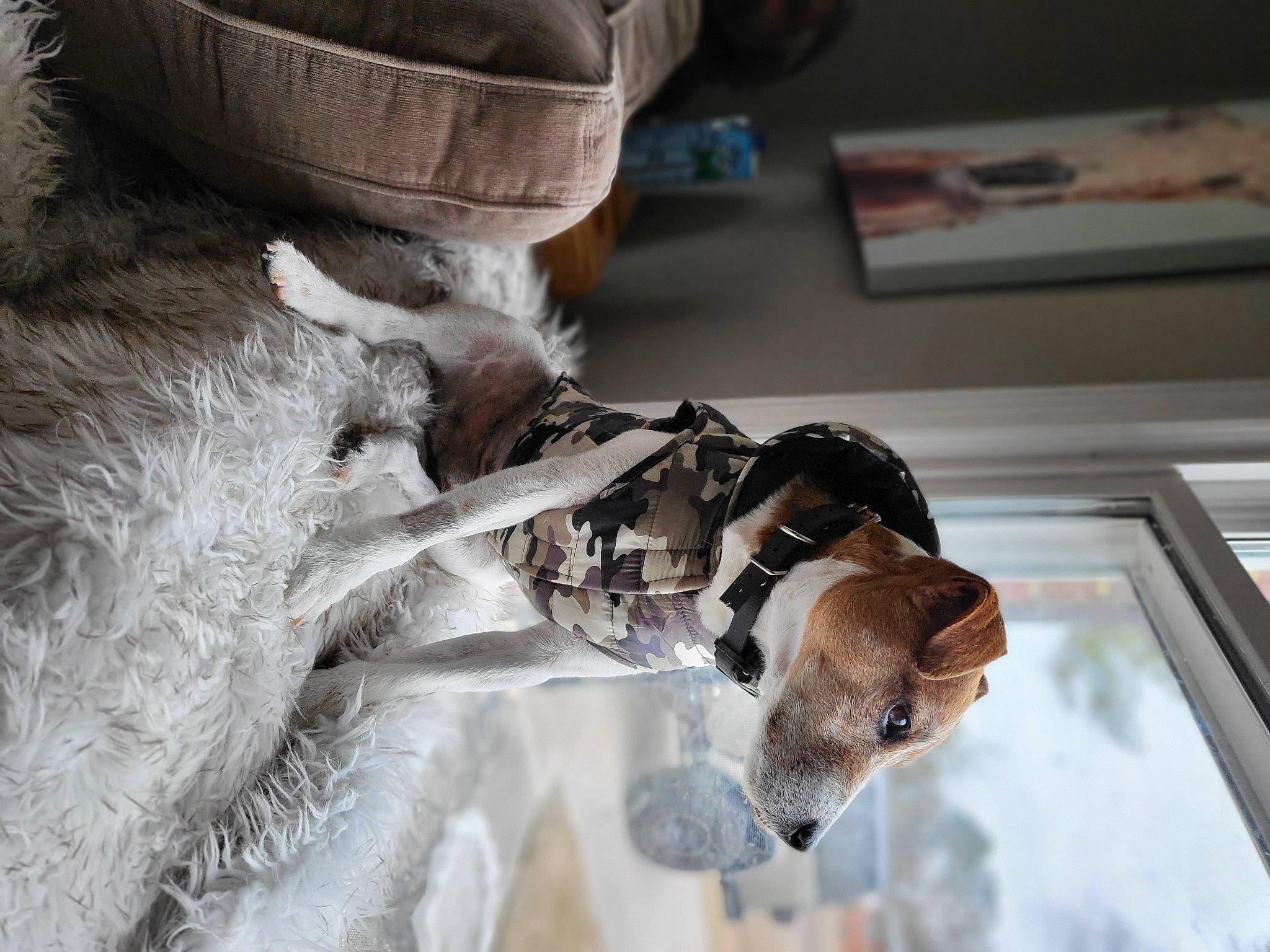 Bodi joined the competition — help win amazing prizes! canidae, carnivore, claw, collar, comfort, companion_dog, dog, dog_breed, fawn, felidae, fur, mammal, metal, room, snout, sporting_group, tail, vertebrate, wood, working_animal