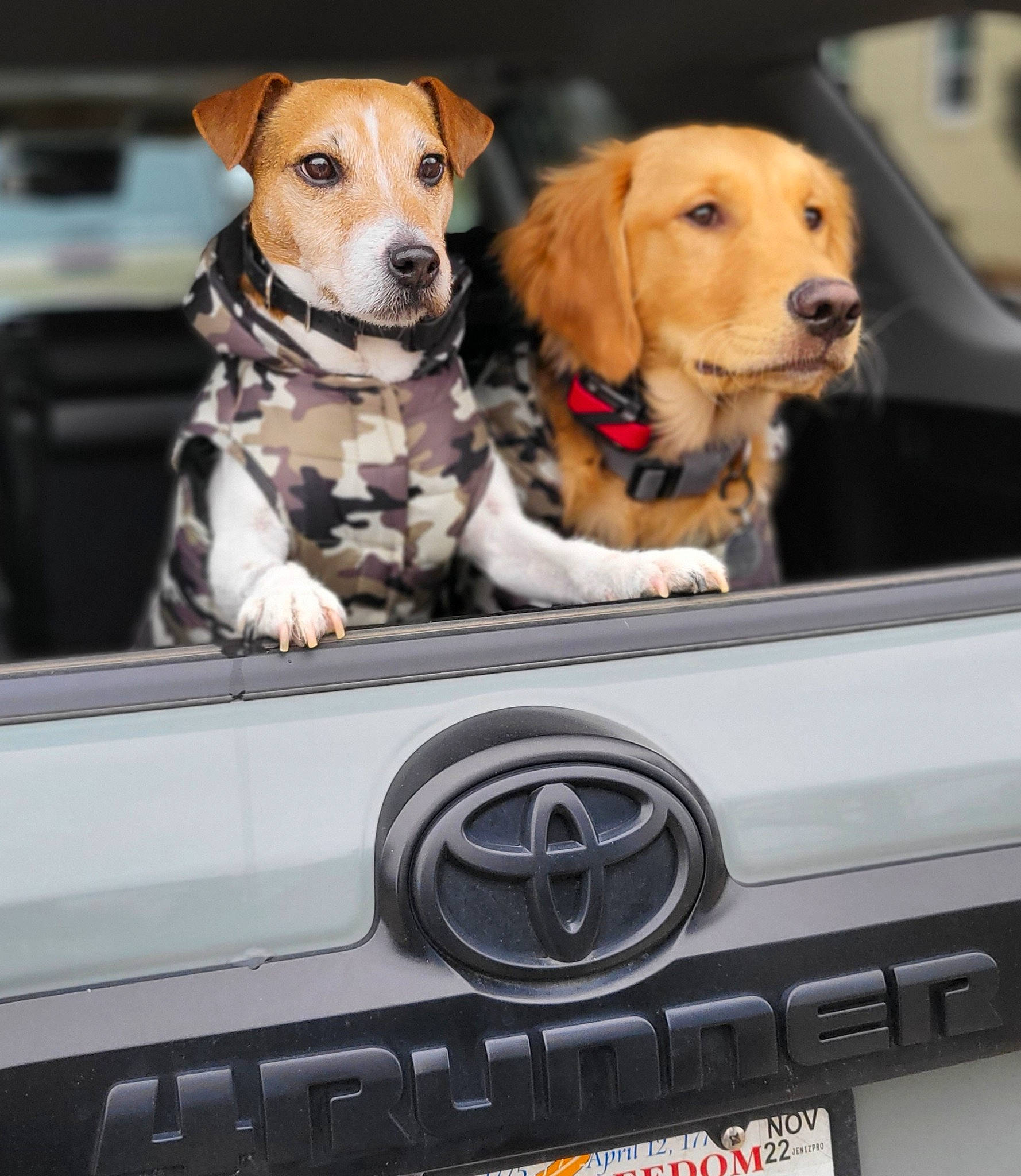 Bodi joined the competition — help win amazing prizes! automotive_design, automotive_exterior, automotive_lighting, automotive_mirror, car, carnivore, collar, companion_dog, dog, dog_breed, dog_supply, fawn, grille, mammal, mode_of_transport, motor_vehicle, steering_wheel, vehicle, vehicle_door, vertebrate