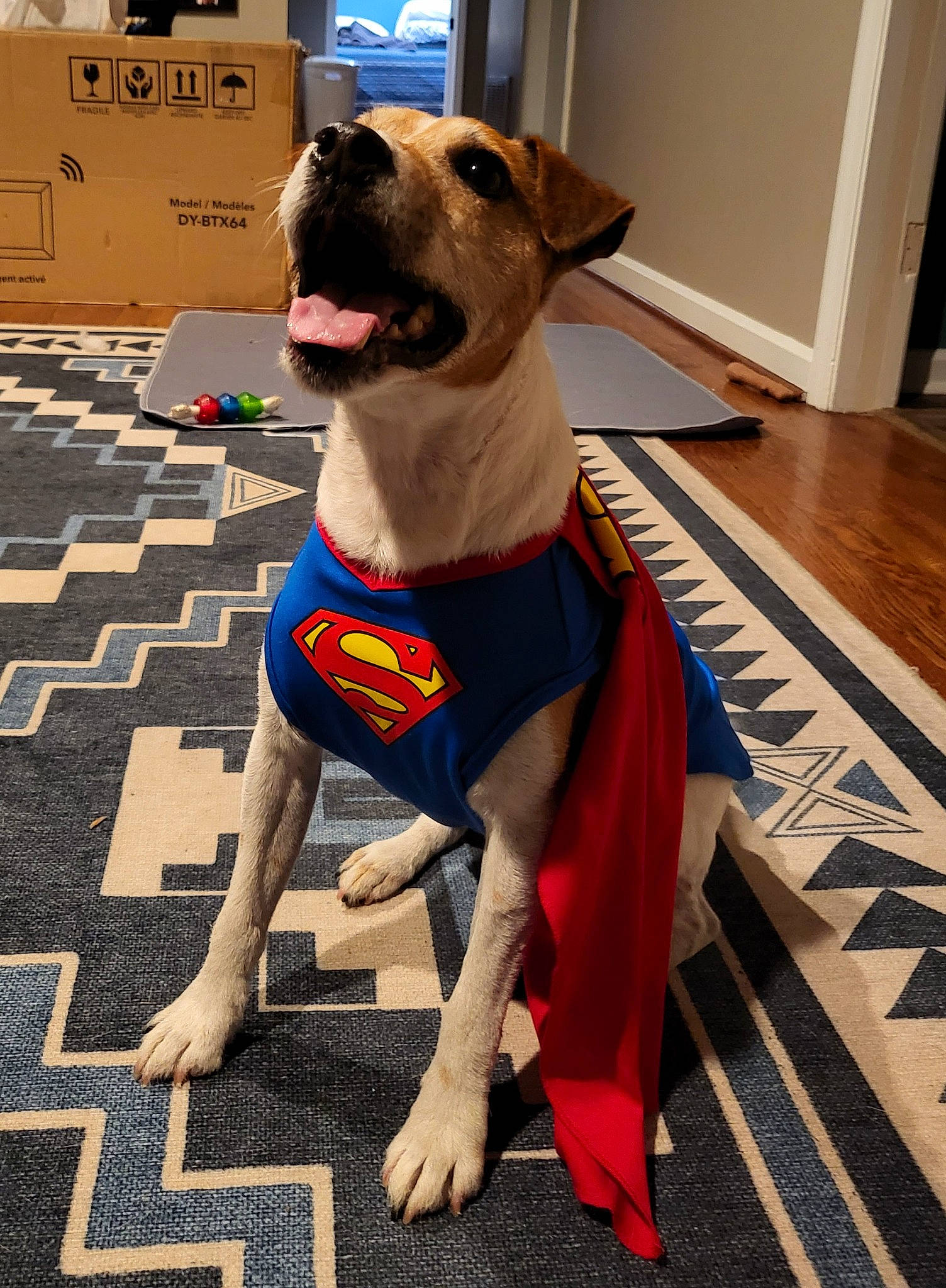 Bodi joined the competition — help win amazing prizes! canidae, carnivore, collar, companion_dog, dog, dog_breed, dog_clothes, dog_collar, dog_supply, fawn, flooring, fur, hardwood, pet_supply, snout, sporting_group, tail, wood, working_animal, working_dog