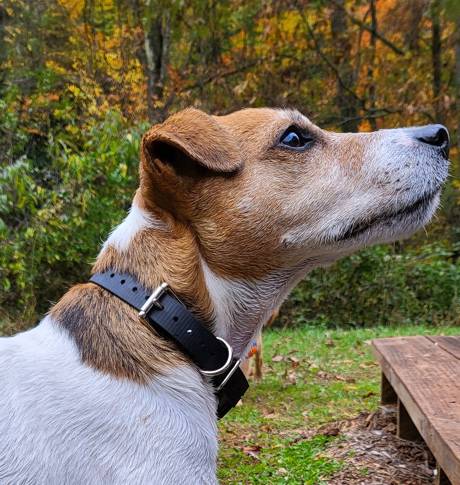 Bodi is registered to the contest to win money with this photo: canidae, carnivore, collar, companion_dog, dog, dog_breed, dog_collar, dog_supply, fawn, leash, liver, pet_supply, rampur_greyhound, sighthound, snout, sporting_group, terrestrial_animal, tree, whiskers, working_animal