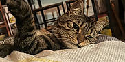 Simba a rejoint le concours — aidez-le/la à gagner de superbes lots ! animal, blanket, cat, comfort, cozy, cute, domestic, feline, fur, home, indoor, mammal, paw, pet, relaxed, resting, sleepy, soft, tabby, whiskers