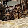 cat, tabby, pet, feline, paw, whiskers, blanket, indoor, cozy, resting, fur, animal, cute, relaxed, home, soft, mammal, domestic, sleepy, comfort