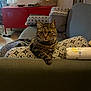 cat, tabby_cat, sofa, cushion, patterned_cushion, living_room, furniture, home_decor, red_cabinet, wooden_floor, basket, lamp, blanket, indoor, pet, relaxed, seated, cozy, domestic, comfortable