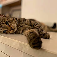 Simba a rejoint le concours — aidez-le/la à gagner de superbes lots ! animal, cat, closeup, curious, cute, domestic_animal, feline, fur, home, indoor, laying, paw, pet, portrait, relaxed, resting, sleepy, soft_focus, tabby, whiskers