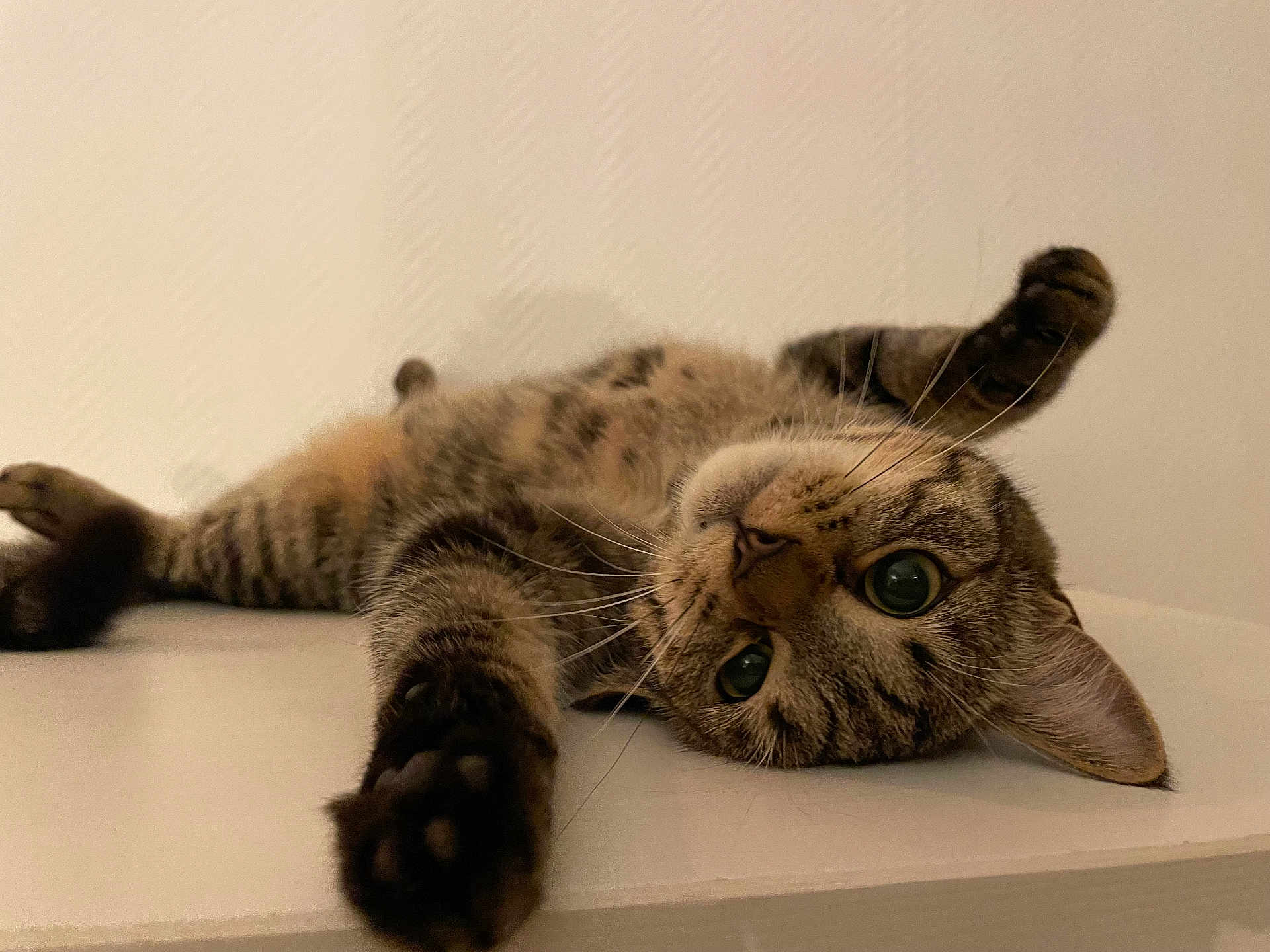 Simba participe au concours pour gagner de l'argent avec cette photo : cat, tabby, pet, animal, feline, whiskers, paw, relaxed, indoor, laying, stretching, curious, closeup, fur, ears, eyes, home, cute, mammal, resting