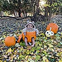 Josiah is registered to the contest to win money with this photo: baby, child, pumpkin, fall, autumn, leaves, forest, trees, outdoor, cute, smiling, hoodie, costume, nature, sunlight, seasonal, holiday, orange, yellow, playful