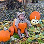 baby, child, pumpkin, autumn, fall_leaves, forest, outdoor, costume, cute, nature, seasonal, holiday, orange, green, yellow, tree, sitting, face, hoodie, decoration