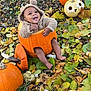 Josiah is registered to the contest to win money with this photo: baby, pumpkin, fall, autumn, leaves, outdoor, smiling, cute, costume, nature, child, seasonal, orange, green, yellow, tree, woodland, happy, sitting, holiday