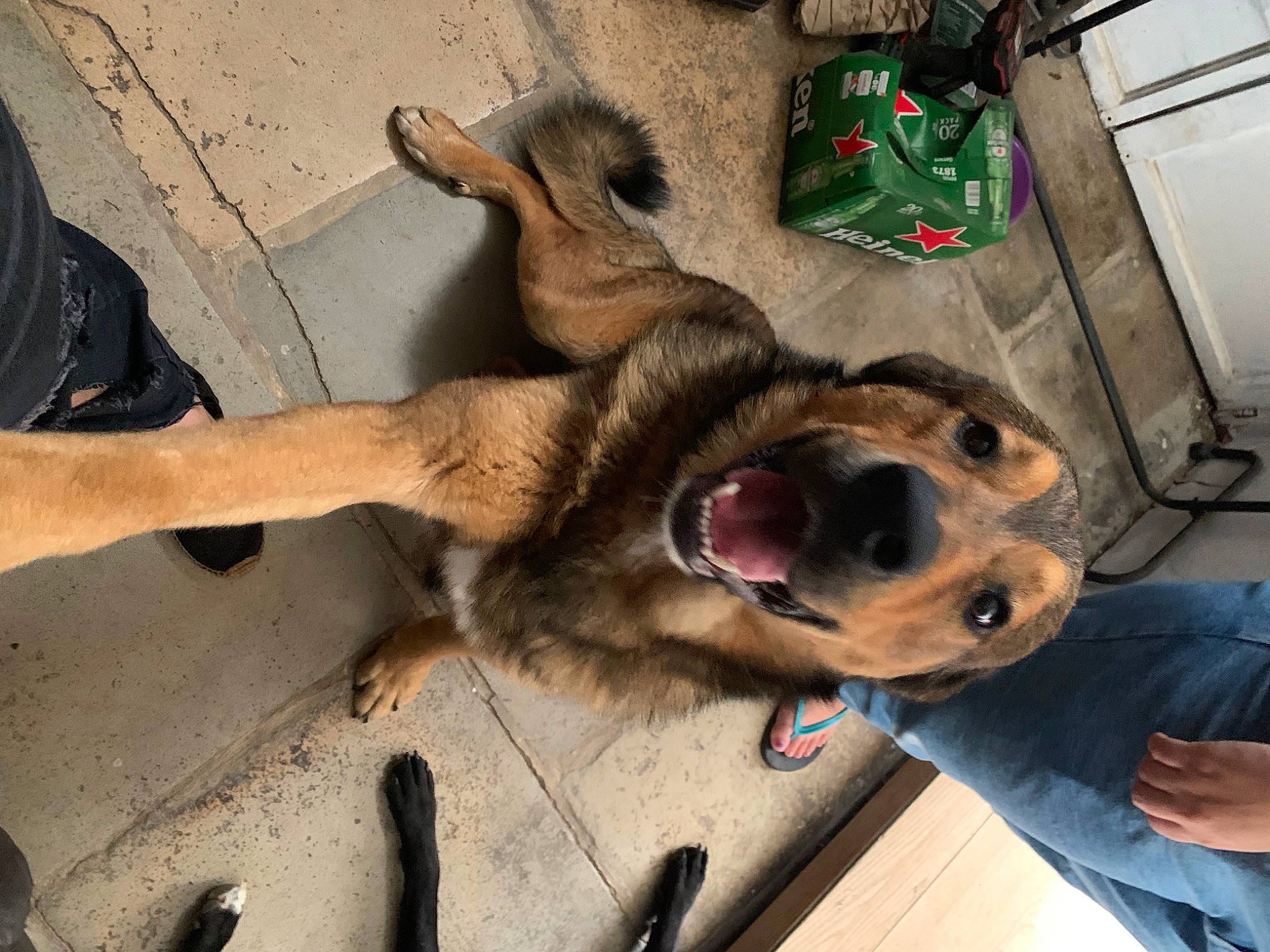 Rick participe au concours pour gagner de l'argent avec cette photo : art, carnivore, collar, companion_dog, dog, dog_breed, dog_supply, fawn, flooring, fur, german_shepherd_dog, leash, old_german_shepherd_dog, paw, shoe, snout, sporting_group, wood, working_animal, working_dog