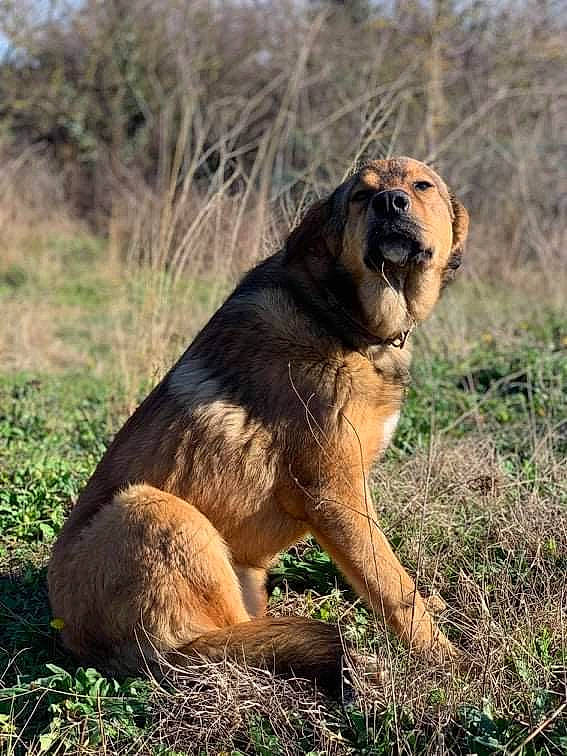 Rick a rejoint le concours — aidez-le/la à gagner de superbes lots ! big_cats, carnivore, dog_breed, event, felidae, fur, grass, grassland, landscape, lion, masai_lion, natural_landscape, plant, prairie, roar, steppe, terrestrial_animal, tree, wildlife, working_dog