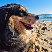 Snoopy participe au concours pour gagner de l'argent avec cette photo : dog, beach, sand, ocean, sky, outdoor, canine, pet, sunlight, tongue, fur, nature, animal, relaxing, daytime, happy, closeup, profile, water, summer