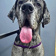 Rolo joined the competition — help win amazing prizes! dog, canine, pet, close_up, brindle_coat, tongue_out, purple_collar, friendly, animal, portrait, muzzle, ears, indoor, expression, big_dog, cute, tongue, snout, whiskers, leash