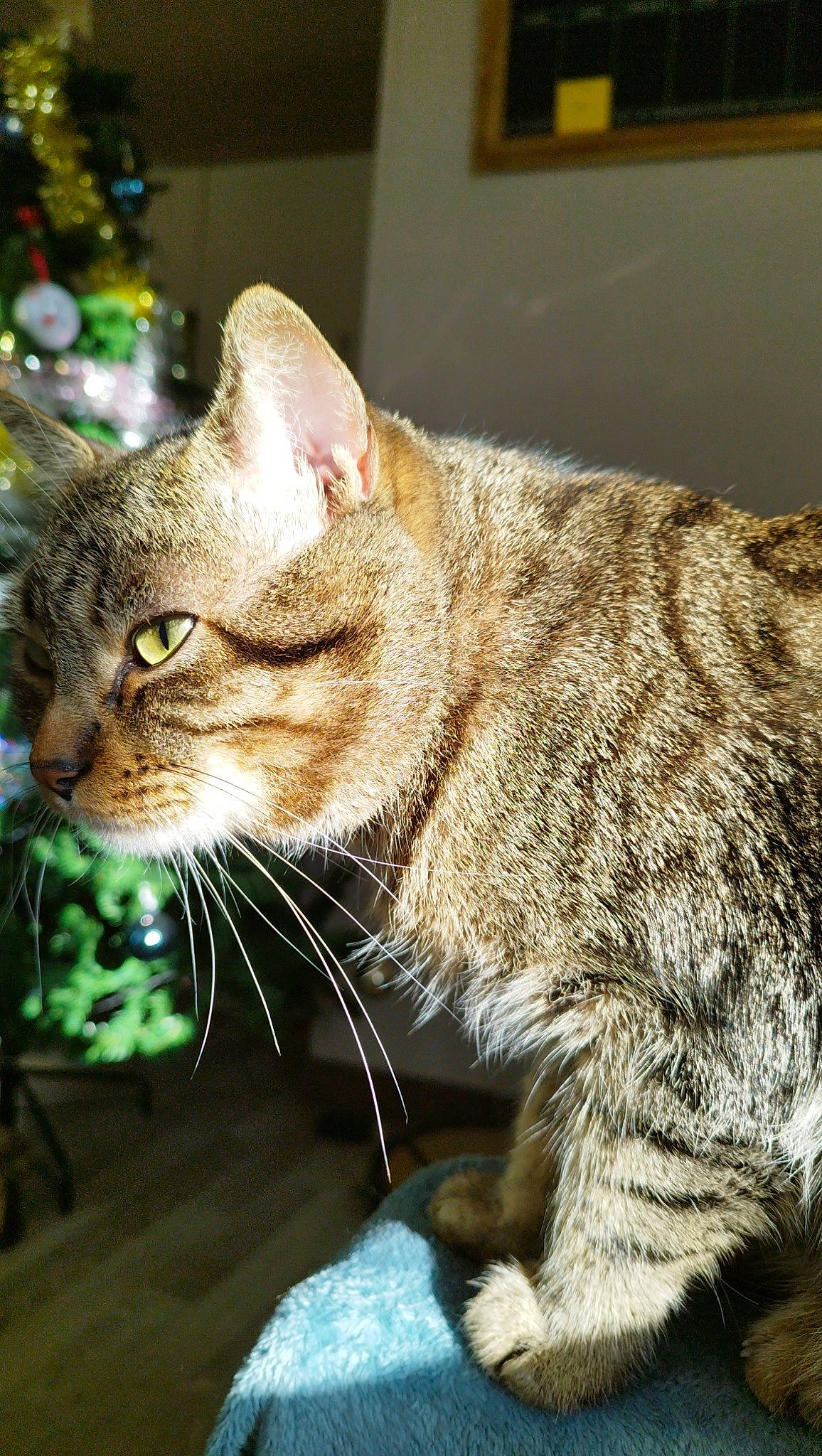 Schlag participe au concours pour gagner de l'argent avec cette photo : carnivore, cat, claw, domestic_short_haired_cat, felidae, fur, grass, paw, picture_frame, small_to_medium_sized_cats, snout, tail, terrestrial_animal, whiskers, window