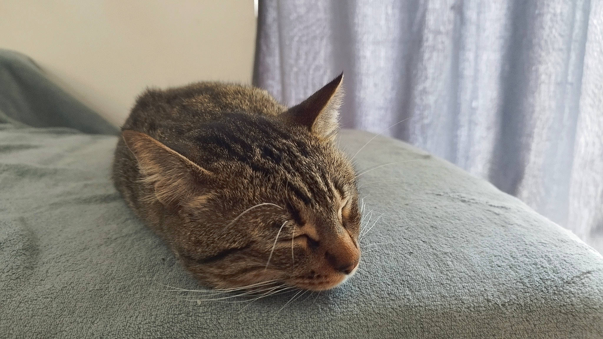 Schlag a rejoint le concours — aidez-le/la à gagner de superbes lots ! brown, carnivore, cat, comfort, curtain, domestic_short_haired_cat, felidae, fur, grey, linens, room, small_to_medium_sized_cats, snout, terrestrial_animal, whiskers