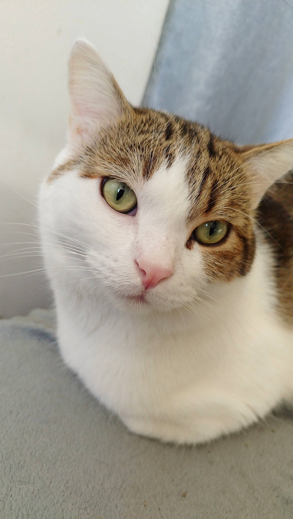 Arès a rejoint le concours — aidez-le/la à gagner de superbes lots ! carnivore, cat, curious, domestic_short_haired_cat, eye, felidae, fur, head, paw, small_to_medium_sized_cats, snout, terrestrial_animal, whiskers, window