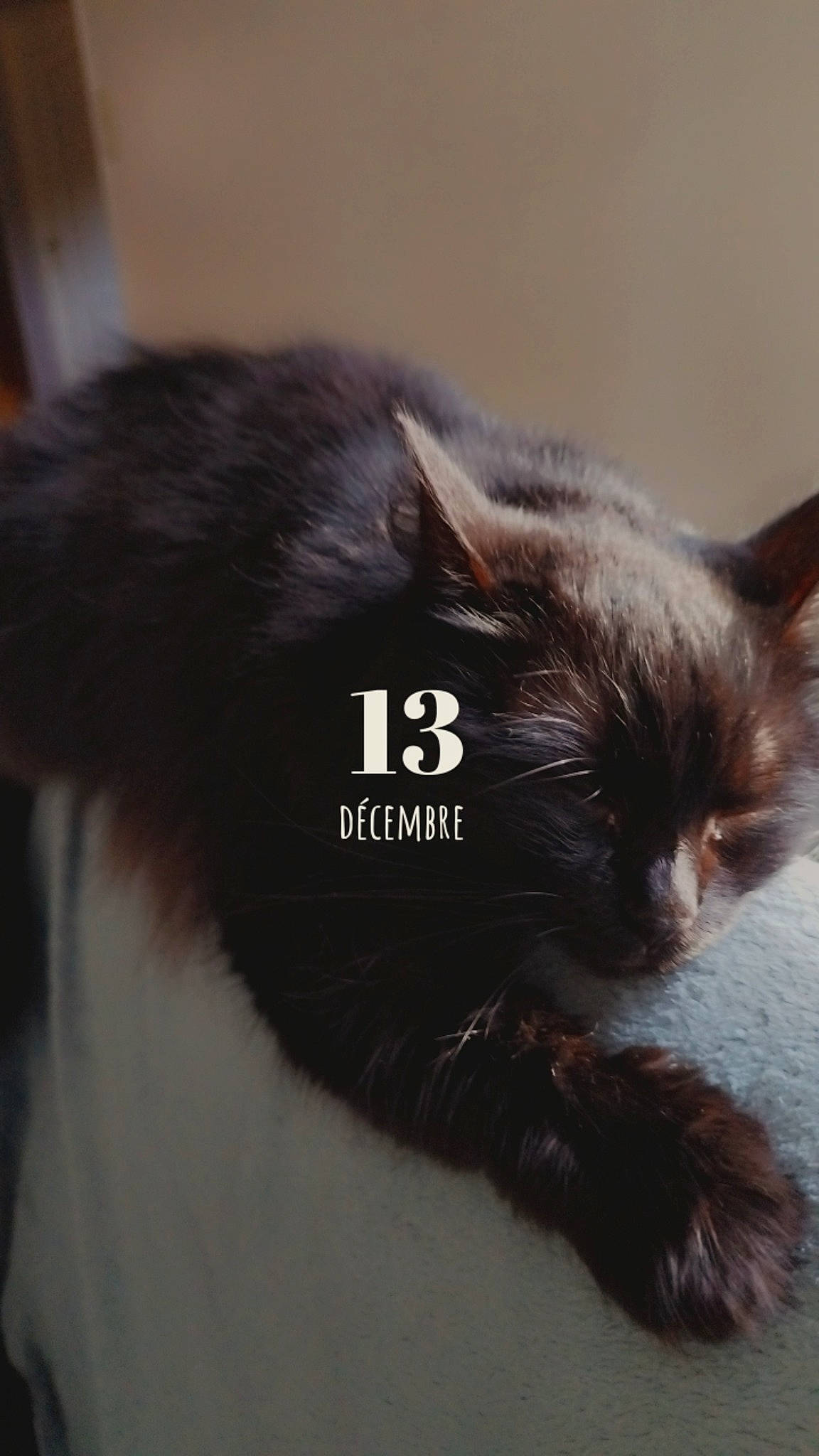 Moumoune a rejoint le concours — aidez-le/la à gagner de superbes lots ! black_cat, carnivore, cat, claw, domestic_short_haired_cat, ear, felidae, fur, grey, small_to_medium_sized_cats, snout, tail, terrestrial_animal, whiskers