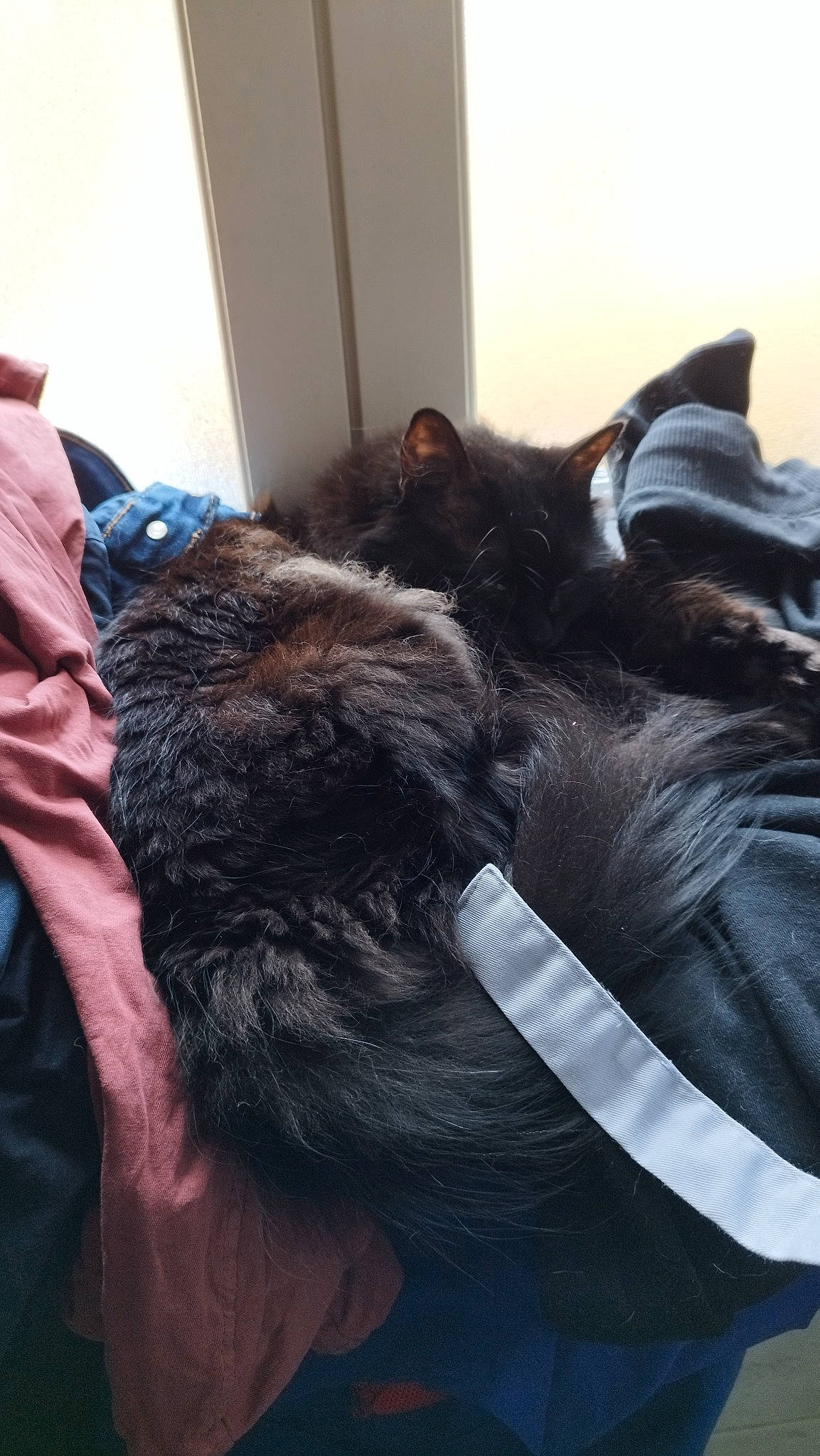 Moumoune participe au concours pour gagner de l'argent avec cette photo : bed, black_cat, canidae, carnivore, cat, claw, comfort, companion_dog, dog_breed, ear, electric_blue, felidae, fur, gesture, linens, small_to_medium_sized_cats, snout, sporting_group, tail, whiskers