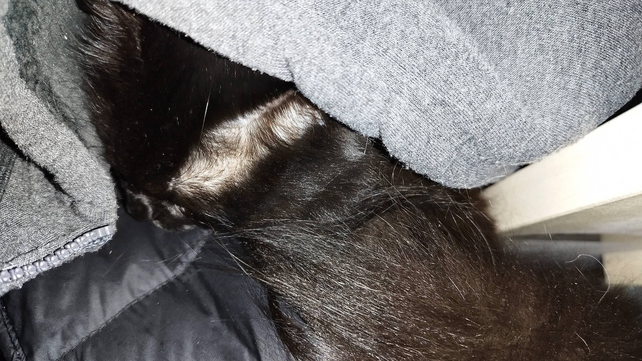 Moumoune a rejoint le concours — aidez-le/la à gagner de superbes lots ! close_up, comfort, denim, fashion_accessory, felidae, foot, fur, fur_clothing, grey, human_leg, leather, linens, monochrome_photography, pattern, sleeve, tail, textile, thigh, tints_and_shades, whiskers