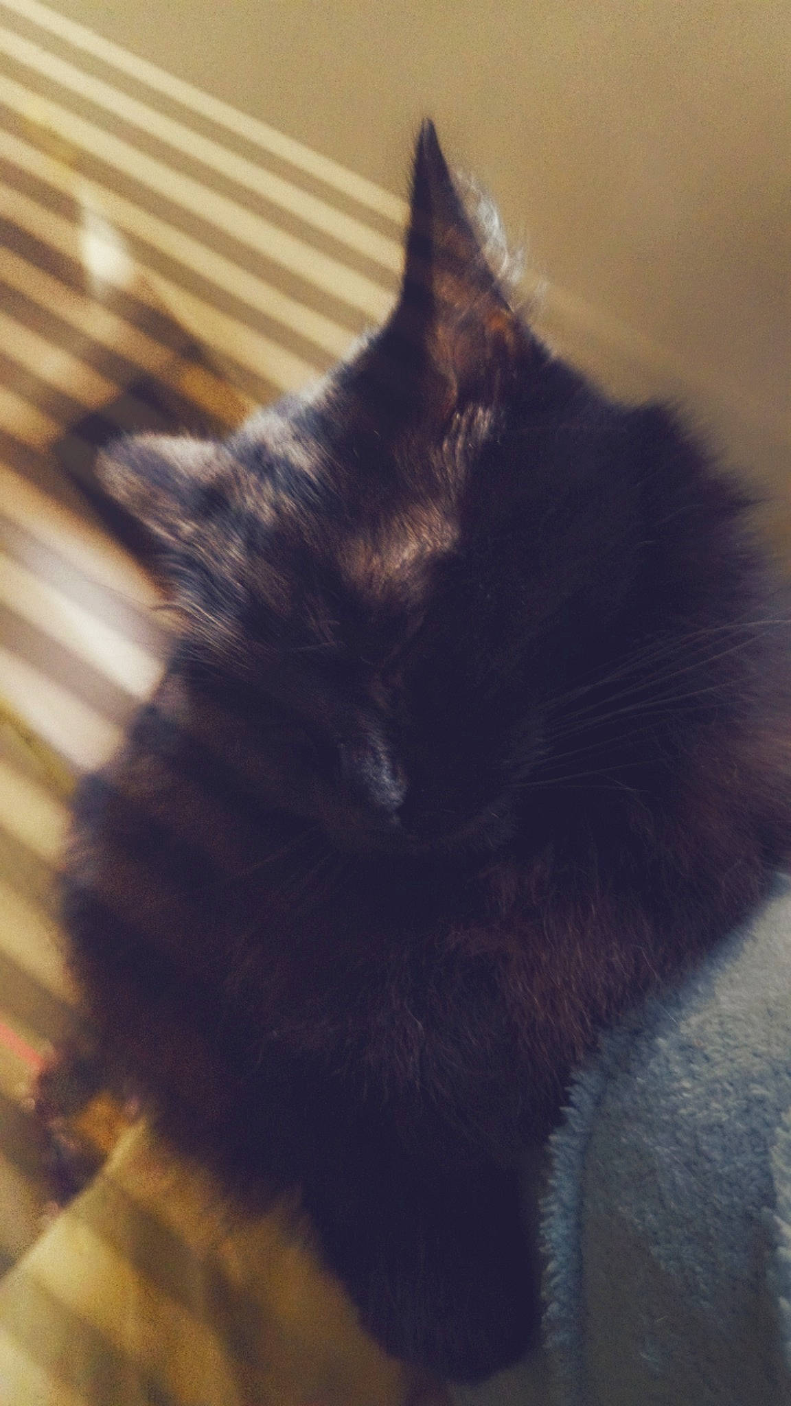 Moumoune a rejoint le concours — aidez-le/la à gagner de superbes lots ! black_cat, carnivore, cat, claw, cloud, domestic_short_haired_cat, ear, felidae, flooring, fur, paw, shadow, sky, small_to_medium_sized_cats, snout, tail, terrestrial_animal, tints_and_shades, whiskers, wood