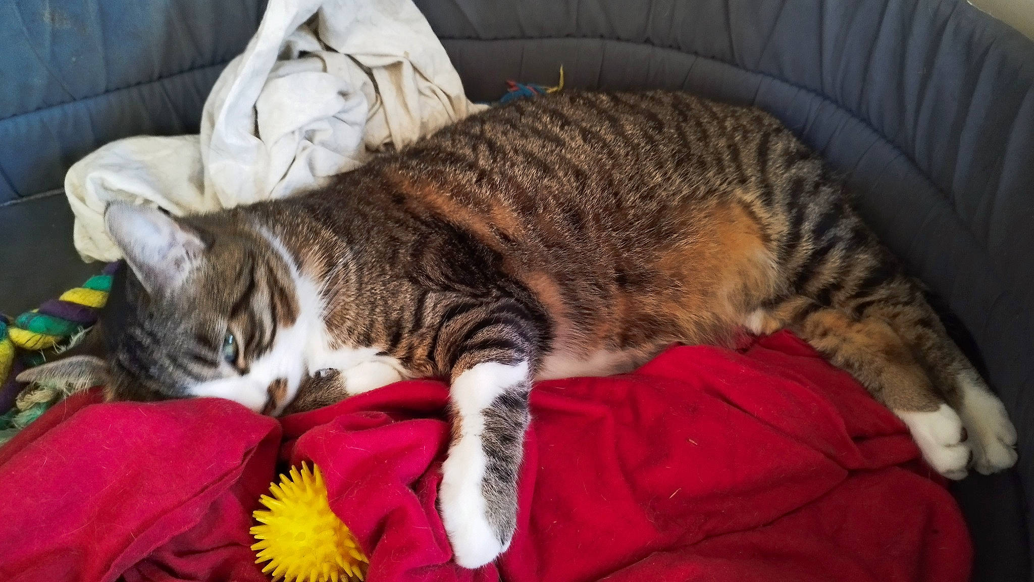 Bandit a rejoint le concours — aidez-le/la à gagner de superbes lots ! carnivore, cat, claw, comfort, domestic_short_haired_cat, felidae, flower, fur, grass, lap, nap, paw, petal, plant, sleep, small_to_medium_sized_cats, snout, tail, whiskers