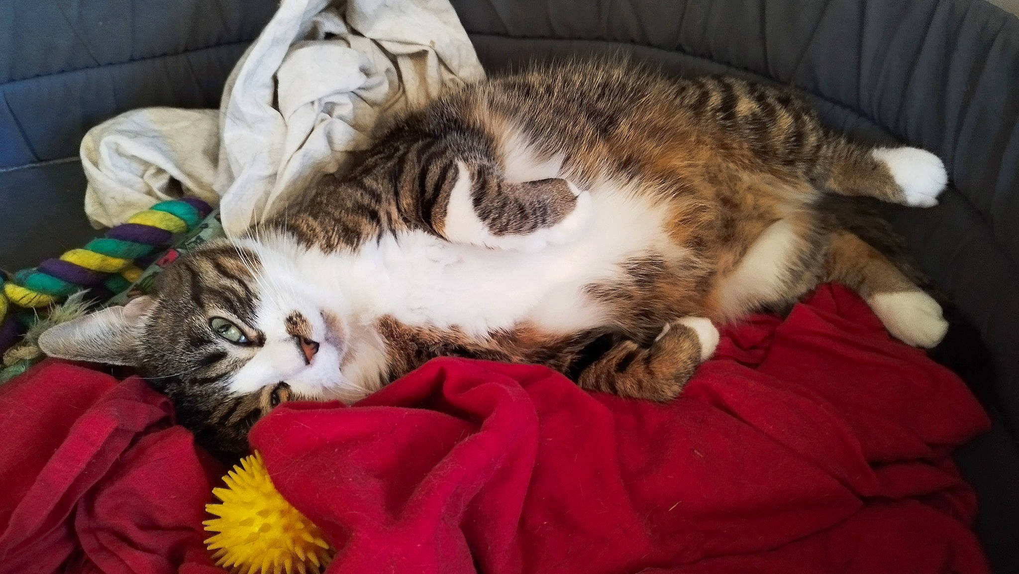 Bandit a rejoint le concours — aidez-le/la à gagner de superbes lots ! carnivore, cat, claw, comfort, domestic_short_haired_cat, felidae, fur, grass, hug, lap, linens, mammal, nap, paw, plant, sleep, small_to_medium_sized_cats, tail, toy, whiskers